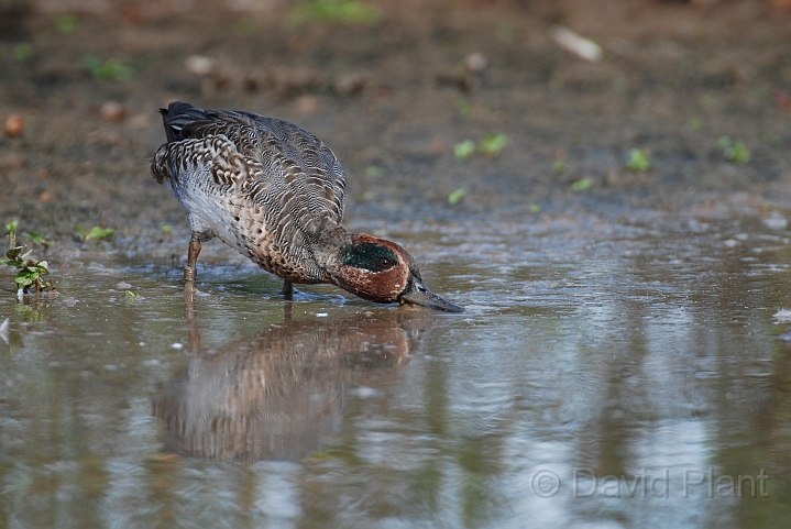 Teal male - D.JPG - Teal, male - Slimbridge
